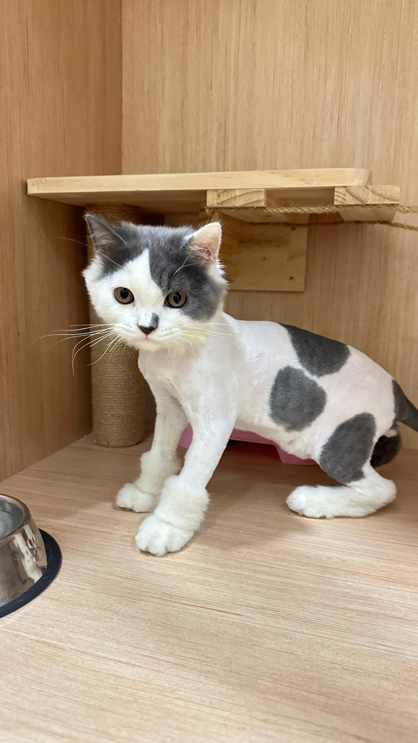 Professional Cat Grooming