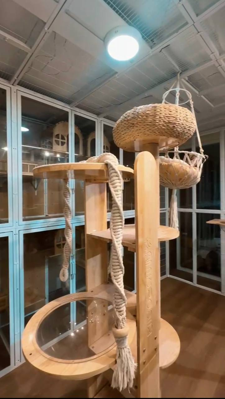 Bright cat playroom with windows and climbing features
